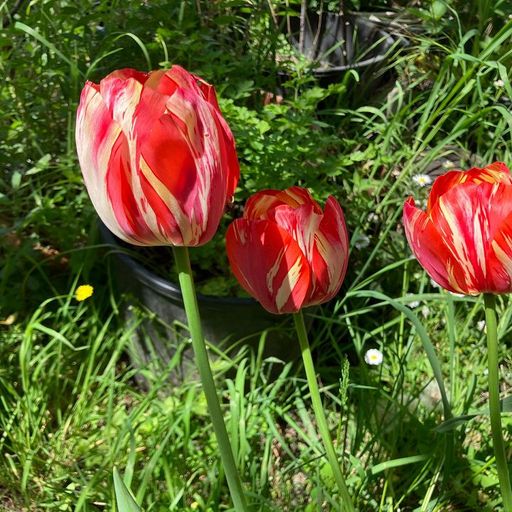 If Music Presents You Need This w/ Jean-Claude - 6th July 2025