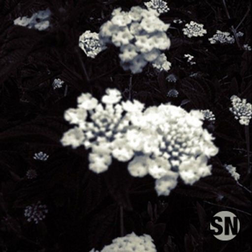 Flores Para Los Muertos