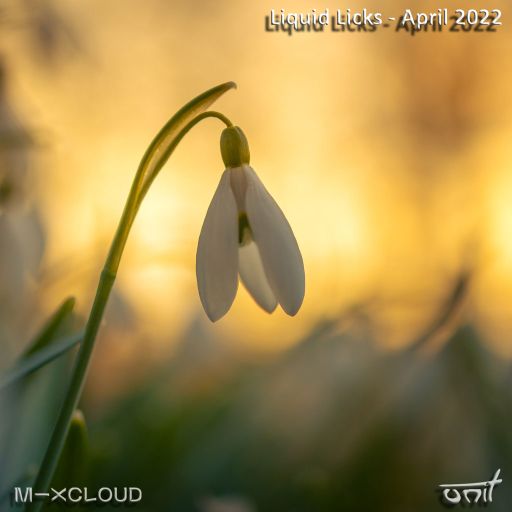 Liquid Licks - April 2022