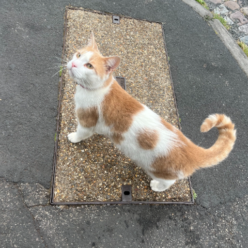 Ellie Morgan-Clegg - 10/08/24 [Voices Radio]