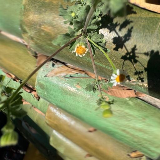 Pacing The Platform w/ upsammy - 27th November 2025