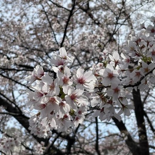 Tokyo Moon: Toshio Matsuura // 10-04-22