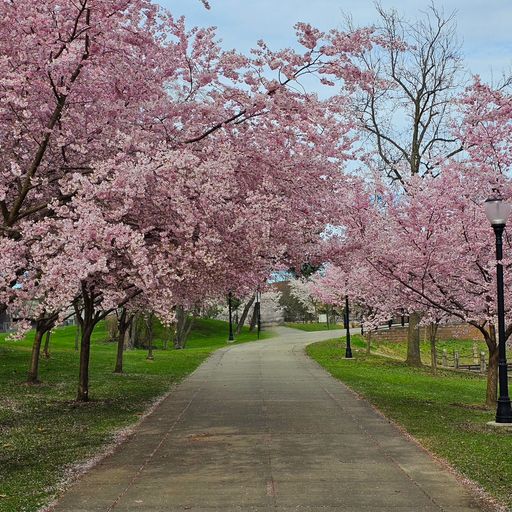 Brother Love's Deep Grooves from the Grove  "Cherry Blossom Mix"