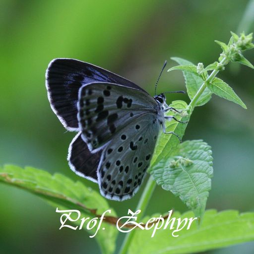 Zephyr's endangered mix Feb. 2021