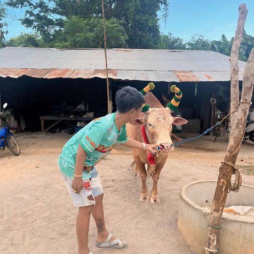 HBD สต.พรุพ้อ มีวันนี้ได้เพราะวัวชน