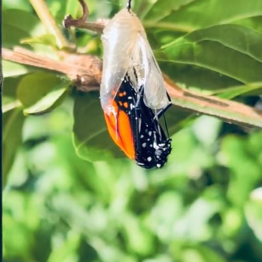A'LAHIRA - nke ọzọ - 29th May 2025