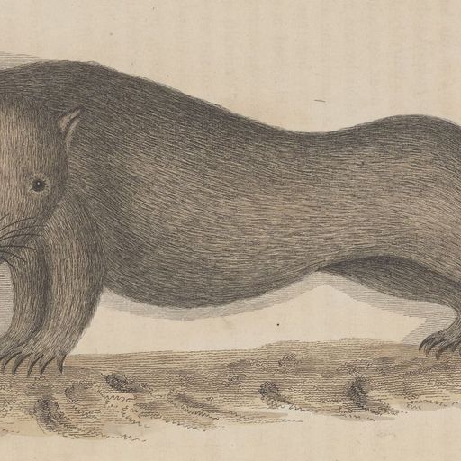 Great Southern Lands w/ James W - 11th November 2025