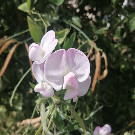 DREADheadz DUB´n`Reggae 19 EYE vom 2-9-2025