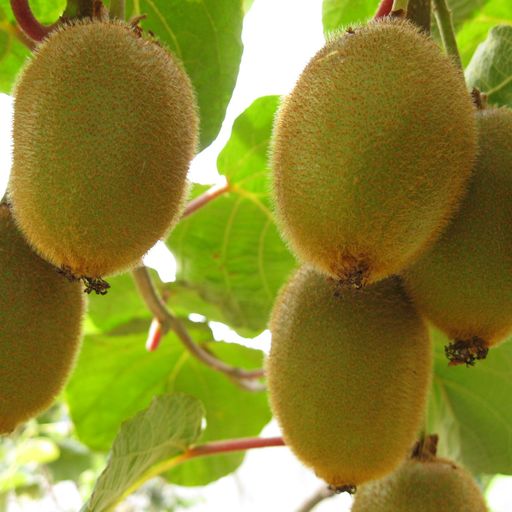 New Zealand Music Show 10/2