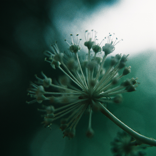 Floresta: Nicola Cruz with Ultima Esuna // 26-04-21