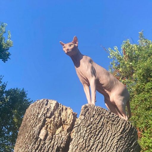 Eclair Fifi - 19th February 2026