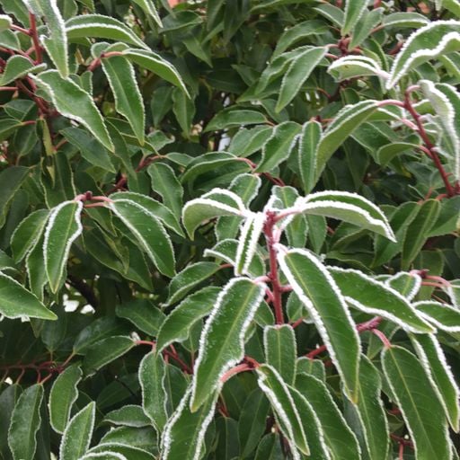 Be More Well - 28/01/2023