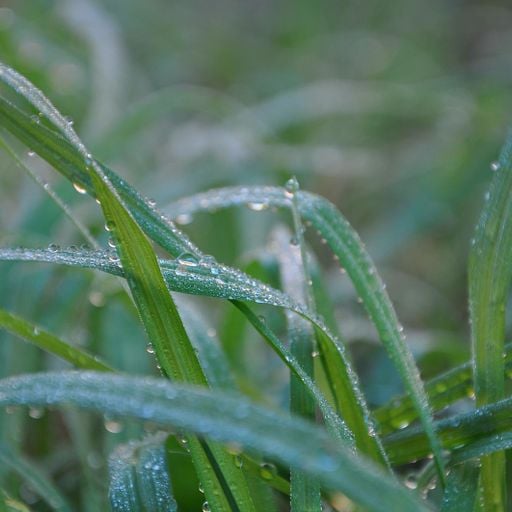 Morning Dew