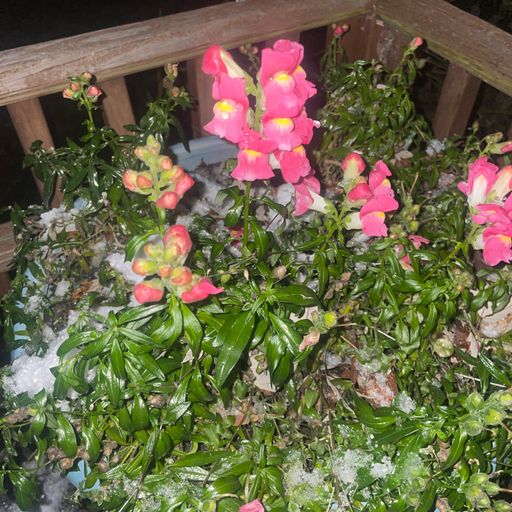 Brother Love's Deep Grooves from the Grove Live "Snap Dragon Mix"