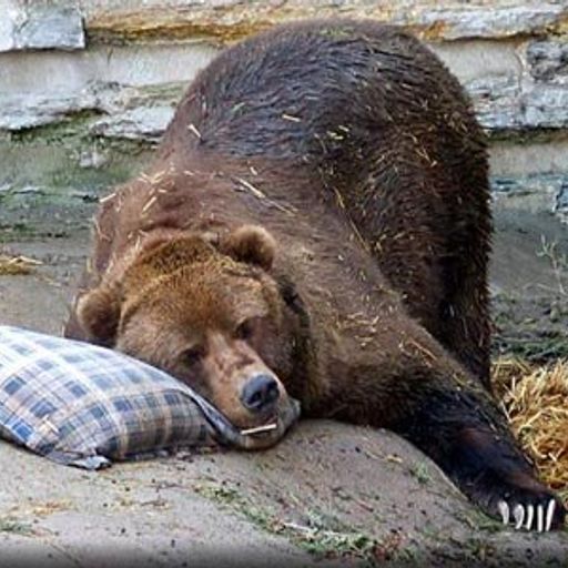 minipimp - Hibernation Mix