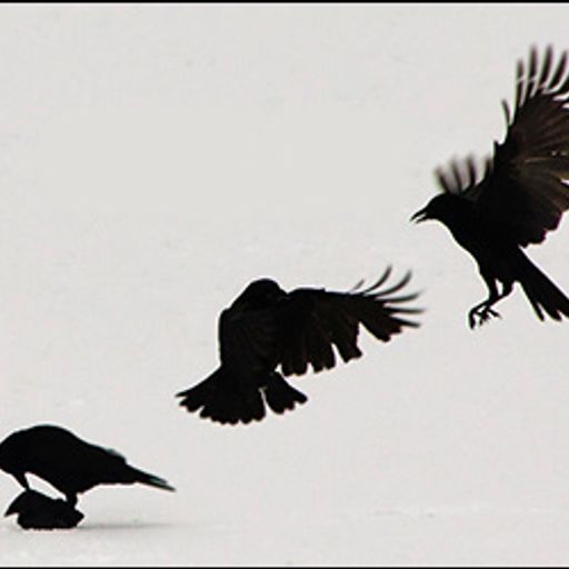 A Murder of Crows