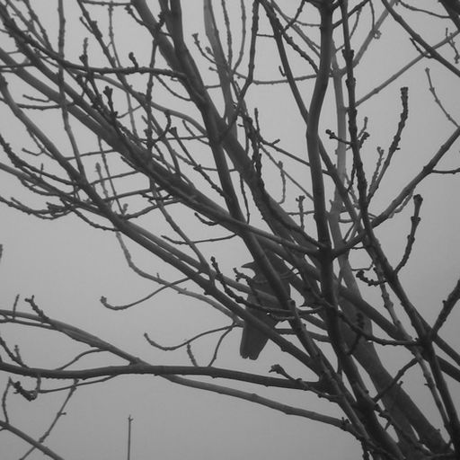 Deer Diary - Black February