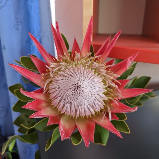 DREADheadz 22 MAD vom 1.10.2024