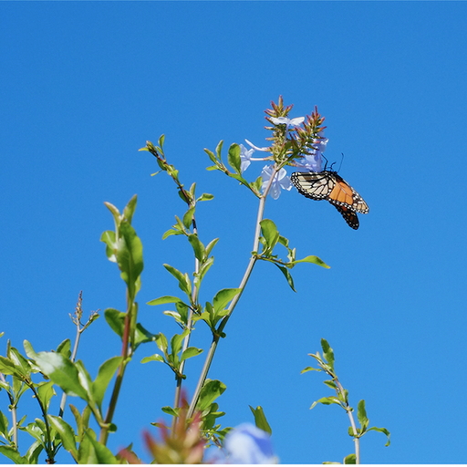 Ambient Flo with Patricia Wolf // 10-09-21