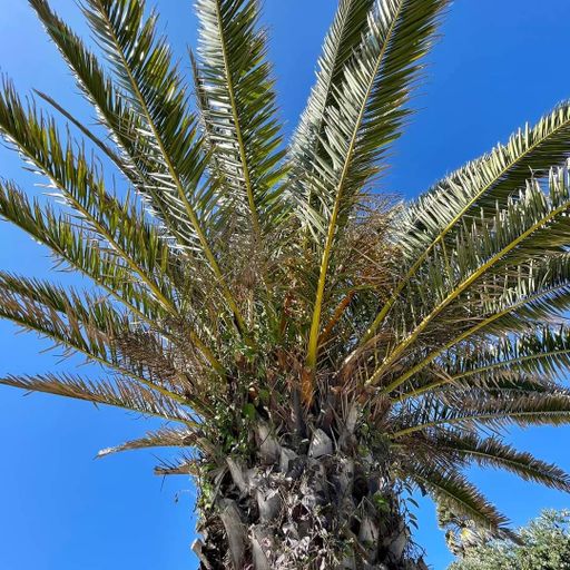 DREADheadz 21 THOR vom 19.9.2023