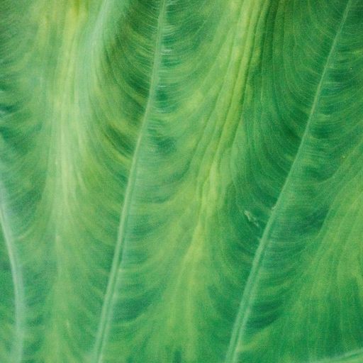 Naviar Broadcast #395 - A Single Paulownia Leaf - 28 January 2026