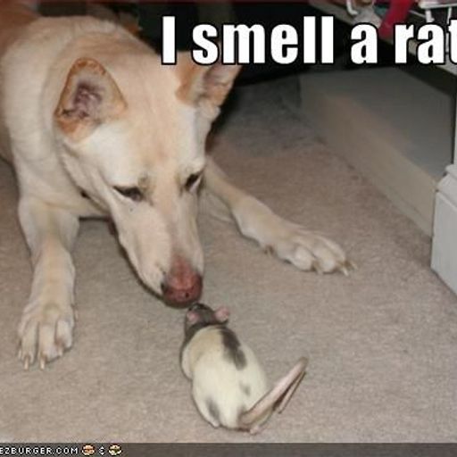 SKA, ROCKSTEADY & REGGAE SENSATIONS  2022 # 4 – I SMELL A RAT!