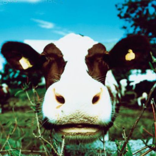 Lick My Cow