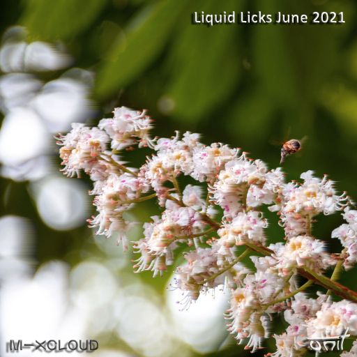 Liquid Licks - June 2021