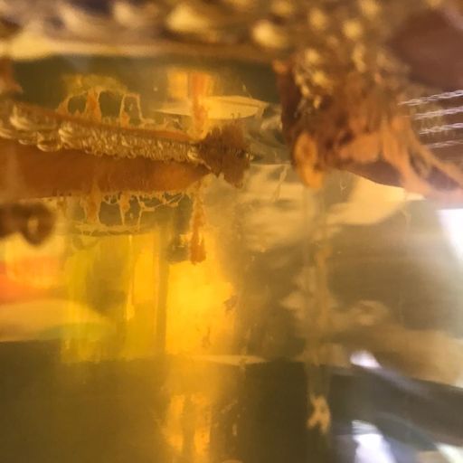 WW Palestine: Abdallah Taher // 04-02-21