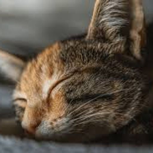 Frankie's Afternoon Nap (ExtendedProgressiveRock)