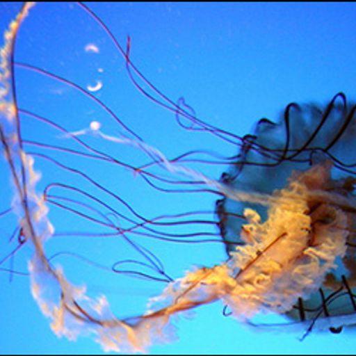 solipsistic NATION No. 90: Left of Dissonance