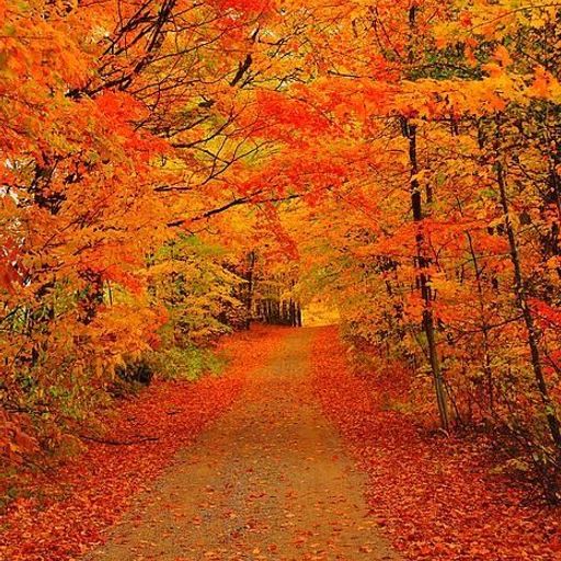 HISTORY OF ROCK - AUTUMN