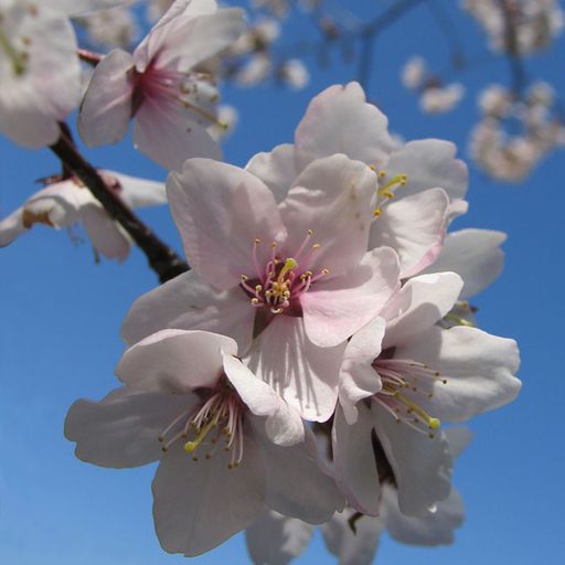 Breath of Spring Mix by Eric Tchaikovsky, 2011 