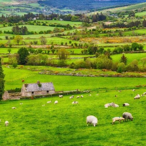 Asphodèle - Midnight Diaspora - 17th October 2025