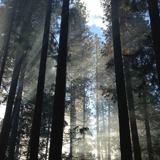 Naviar Broadcast #316 - Tall, Wide-Arching Trees - 24th April 2024