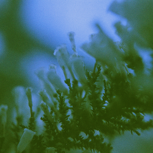 Floresta: Nicola Cruz with N-T-F-L // 25-01-21