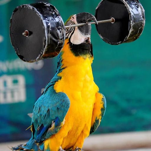 Dawn Chorus w/Cameron Bay 20/02/26 [Voices Radio]