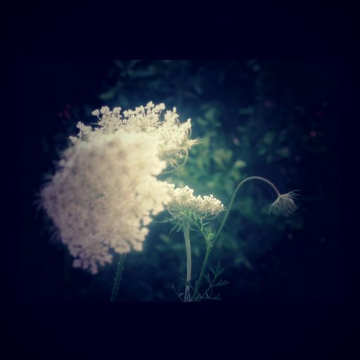 transient episodes of dissolution