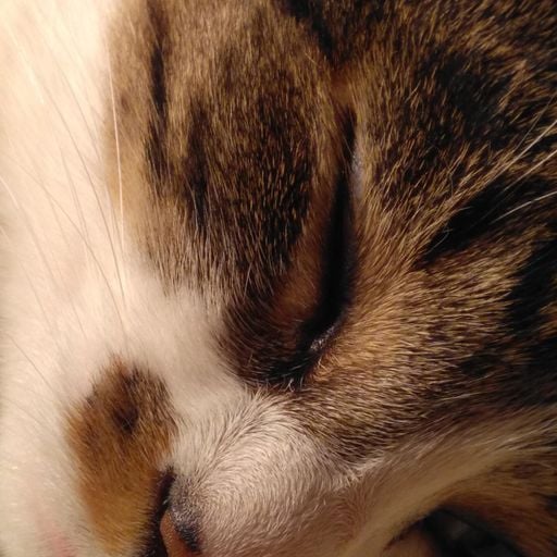 MY CATS (026) (GIUGRI.J)