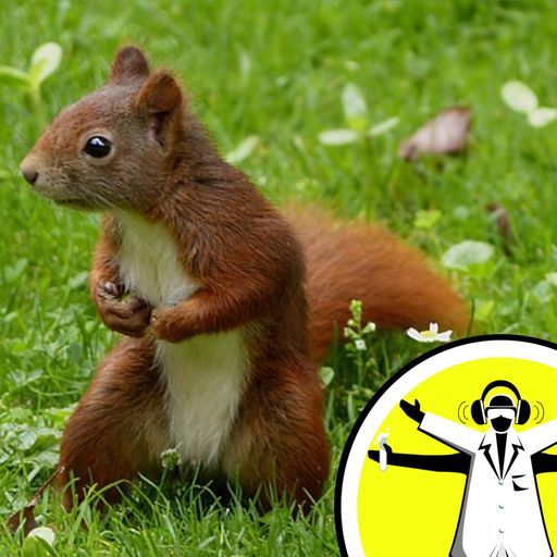 Do squirrels ever forget where they hid their nuts?