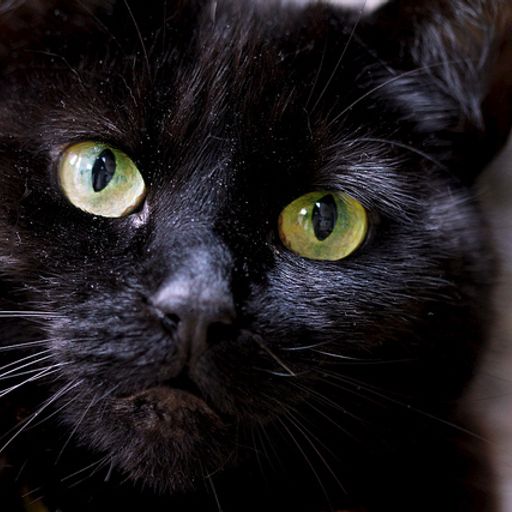 Watch the Cat (Ambient)