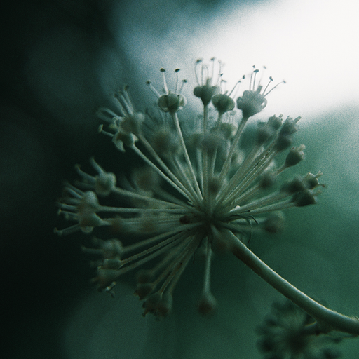 Floresta: Nicola Cruz with Lila Tirando a Violeta // 27-09-21