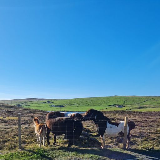 St Andrews Day show 2025