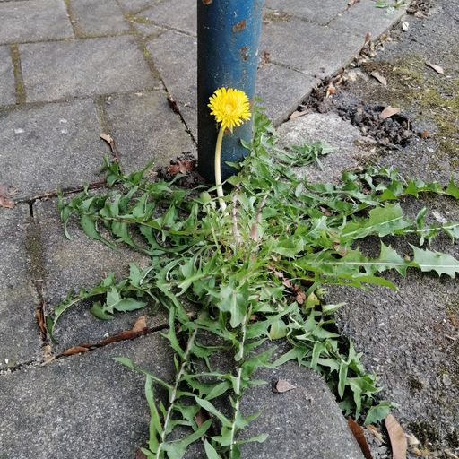 DREADheadz DUB & Reggae Nr. 8 (FIL) vom 7.4.2026