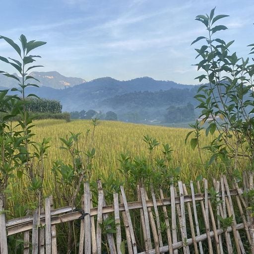 Phambinho - Silk Strings across Asia - 14th April 2026