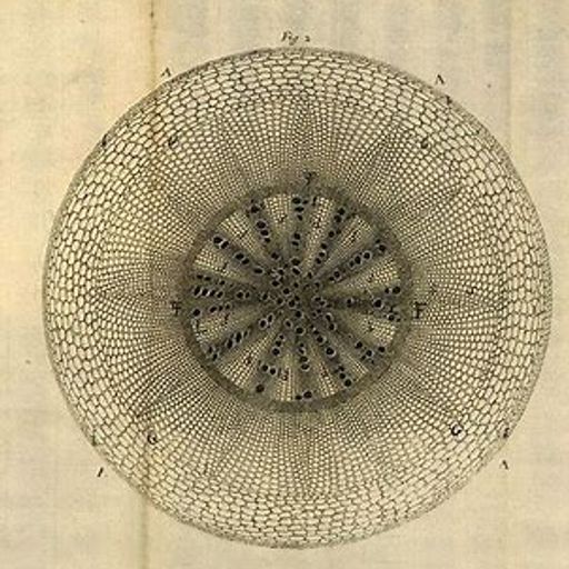 Vegetal Grooves (ExtendedFusion)