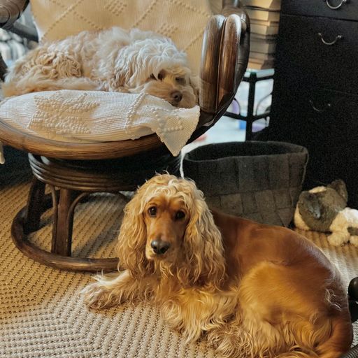 "The Dog Shelter” House, ft. Jimmy & Rudie