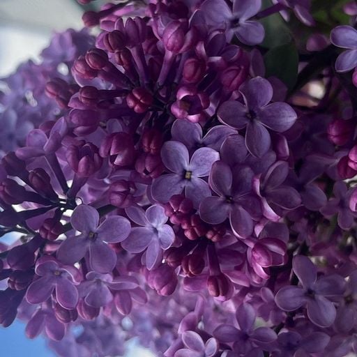 Ginkgo Records - 1st May 2026