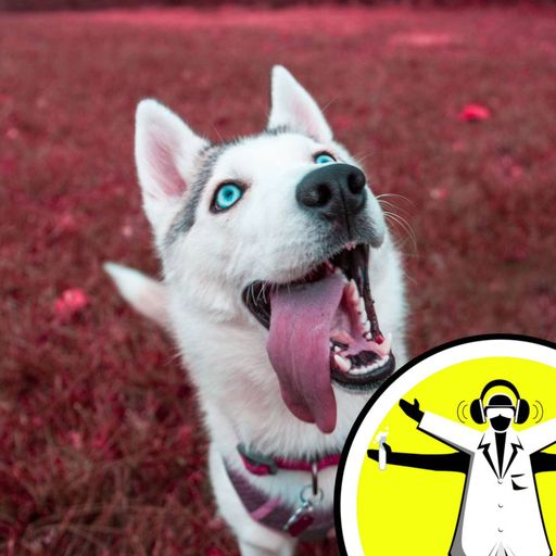 Zoo&A: Why can't dogs eat chocolate?