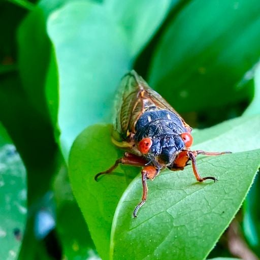Brief Interlude - Cicadas